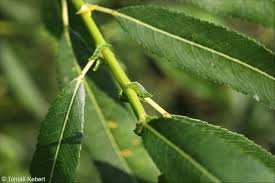 Attēlu rezultāti vaicājumam “Salix triandra”
