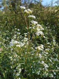 Attēlu rezultāti vaicājumam “Galium rivale flower”