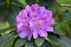 Attēlu rezultāti vaicājumam “Rhododendron catawbiense”