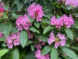 Attēlu rezultāti vaicājumam “rhododendron”