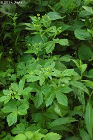 Attēlu rezultāti vaicājumam “Ranunculus mendax”