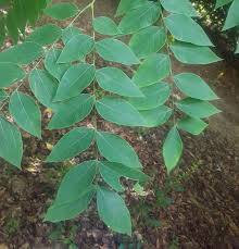 Attēlu rezultāti vaicājumam “Gymnocladus dioicus leaf”