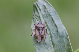 Attēlu rezultāti vaicājumam “Pinthaeus sanguinipes”