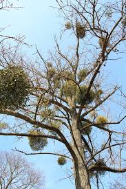 Attēlu rezultāti vaicājumam “Viscum album leaf”