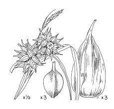 Attēlu rezultāti vaicājumam “Carex globularis flower”