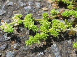 Attēlu rezultāti vaicājumam “Herniaria glabra leaf”