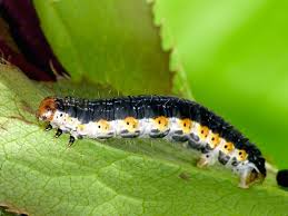 Attēlu rezultāti vaicājumam “Hydria cervinalis”