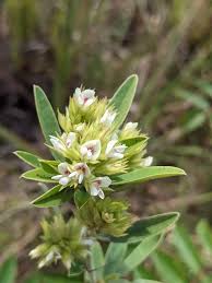 Attēlu rezultāti vaicājumam “Lophozia capitata”