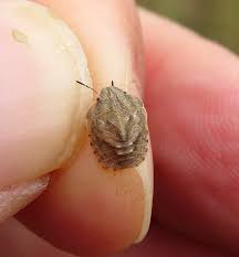 Attēlu rezultāti vaicājumam “Eurygaster testudinaria nymph”