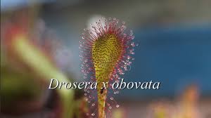 Attēlu rezultāti vaicājumam “Drosera x obovata”