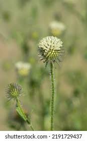 Image result for Dipsacus pilosus