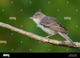 Attēlu rezultāti vaicājumam “Sylvia nisoria”