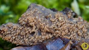 Attēlu rezultāti vaicājumam “Mycoacia fuscoatra”