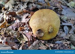 Attēlu rezultāti vaicājumam “Calvatia utriformis”