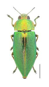 Attēlu rezultāti vaicājumam “Buprestidae”