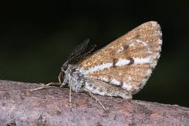 Attēlu rezultāti vaicājumam “Bupalus piniaria”