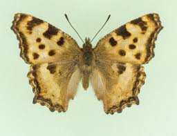 Attēlu rezultāti vaicājumam “Nymphalis polychloros”