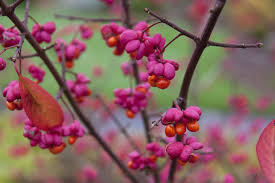 Attēlu rezultāti vaicājumam “Euonymus europaeus flower”