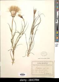 Attēlu rezultāti vaicājumam “Tragopogon heterospermus bud”