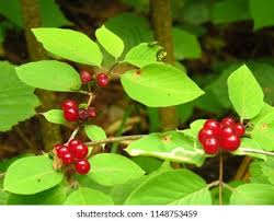 Attēlu rezultāti vaicājumam “Lonicera xylosteum fruit”