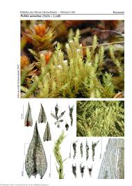 Attēlu rezultāti vaicājumam “Pohlia annotina”