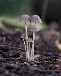 Attēlu rezultāti vaicājumam “Psathyrella sp.”