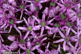 Attēlu rezultāti vaicājumam “Allium holandicum leaf”