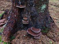 Attēlu rezultāti vaicājumam “Inonotus leporinus”