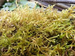 Attēlu rezultāti vaicājumam “Cratoneuron filicinum”