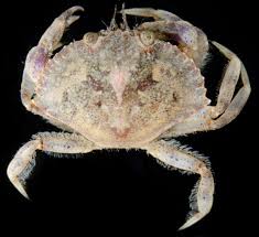 Image result for Cancer irroratus