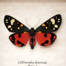 Attēlu rezultāti vaicājumam “Callimorpha dominula imago”