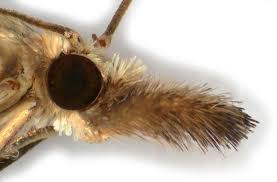 Attēlu rezultāti vaicājumam “Catoptria falsella”