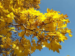 Attēlu rezultāti vaicājumam “Acer platanoides”