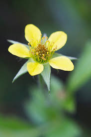 Attēlu rezultāti vaicājumam “Potentilla erecta flower”