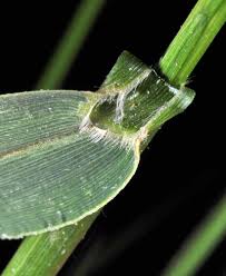 Attēlu rezultāti vaicājumam “Setaria viridis leaf”