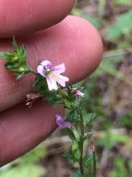 Image result for Euphrasia stricta