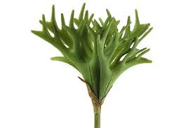 Attēlu rezultāti vaicājumam “Pteropsida”