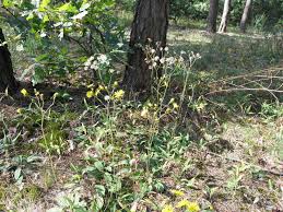 Attēlu rezultāti vaicājumam “Hieracium murorum leaf”