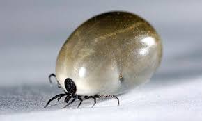 Attēlu rezultāti vaicājumam “Ixodes”