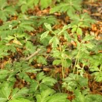 Attēlu rezultāti vaicājumam “Ochropsora ariae”