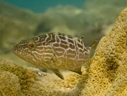 Image result for Mycteroperca bonaci