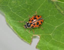 Attēlu rezultāti vaicājumam “Hippodamia tredecimpunctata”