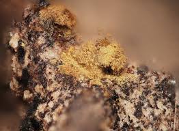 Attēlu rezultāti vaicājumam “Ophiotheca chrysosperma macro”