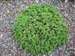 Attēlu rezultāti vaicājumam “Sedum sexangulare leaf”