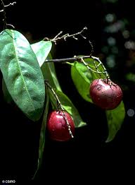 Attēlu rezultāti vaicājumam “Corynephorus canescens fruit”