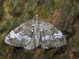 Attēlu rezultāti vaicājumam “Perizoma alchemilla”