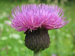 Attēlu rezultāti vaicājumam “Cirsium heterophyllum”