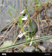Attēlu rezultāti vaicājumam “Lobelia dortmanna flower”