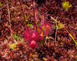 Attēlu rezultāti vaicājumam “Drosera anglica leaf”