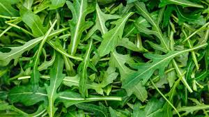 Image result for Diplotaxis tenuifolia